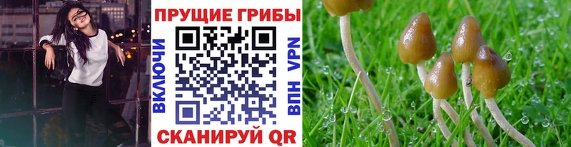 ссылка на мегу вход  Карталы  Псилоцибиновые грибы Psilocybe 